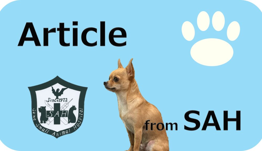 犬猫の歯周病